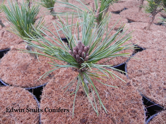 Pinus monticola 'Crawford'